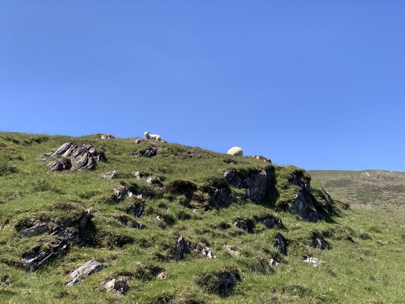 sheep on a ridge above the path
